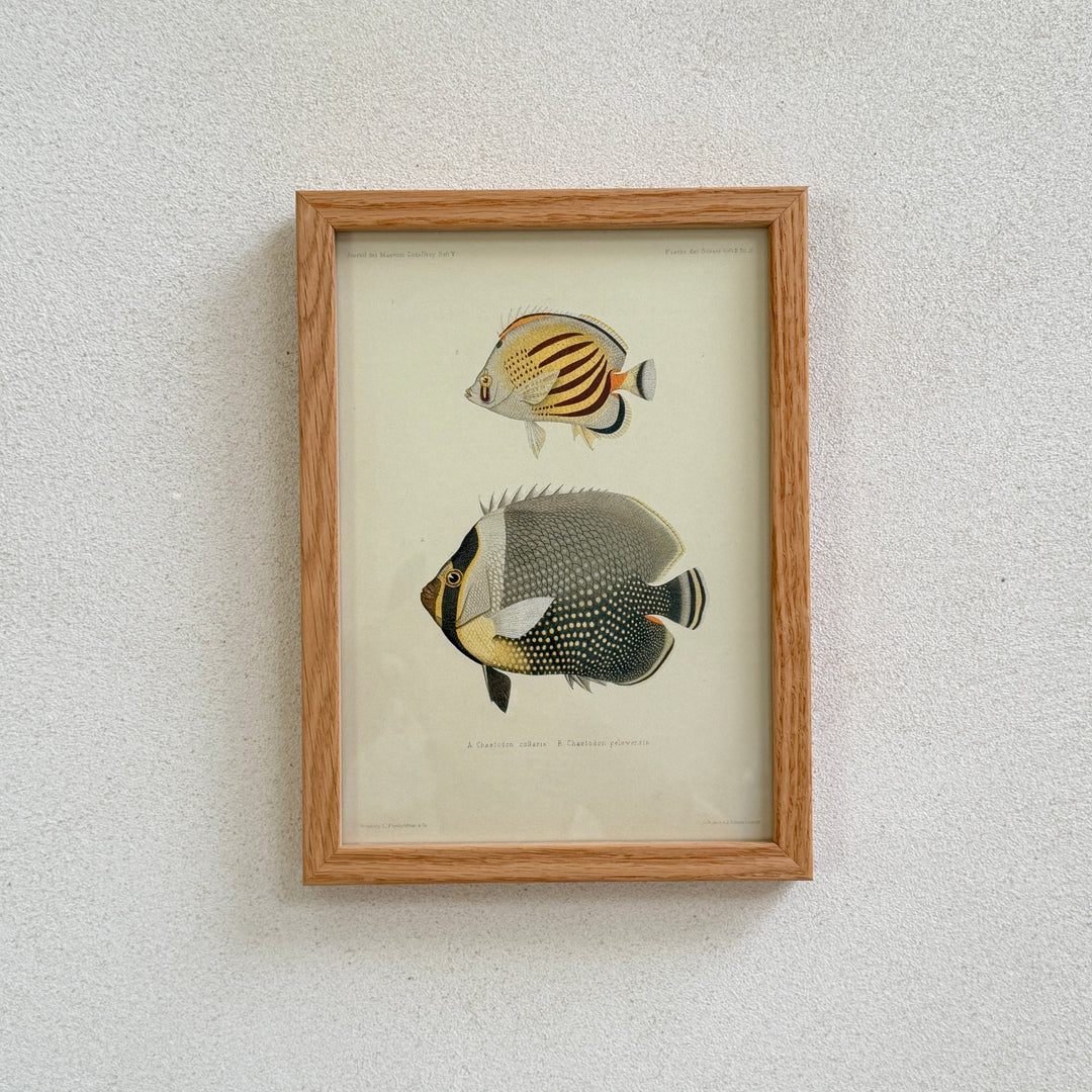 Small Oak Framed Fish Prints