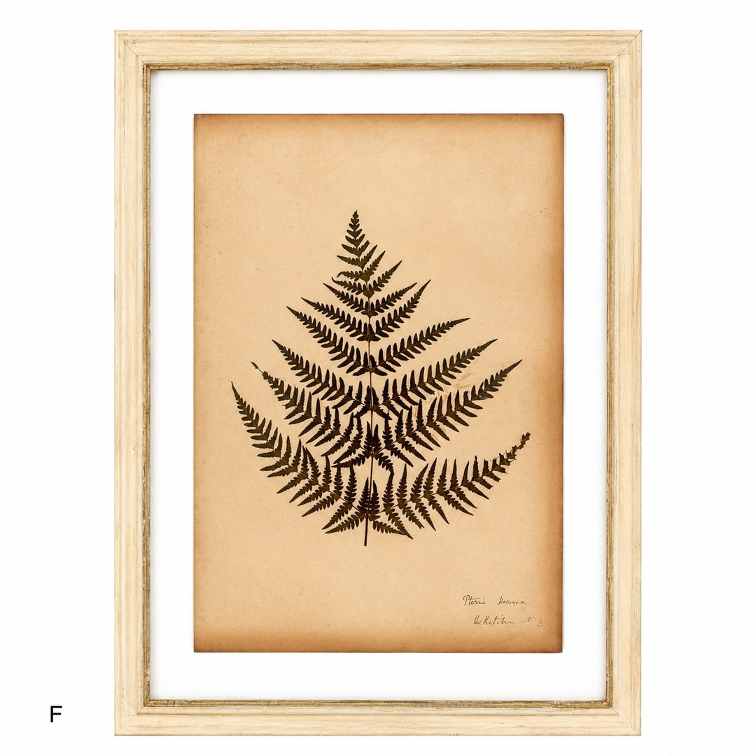 Antique Framed Fern Herbarium | Glass White Frame