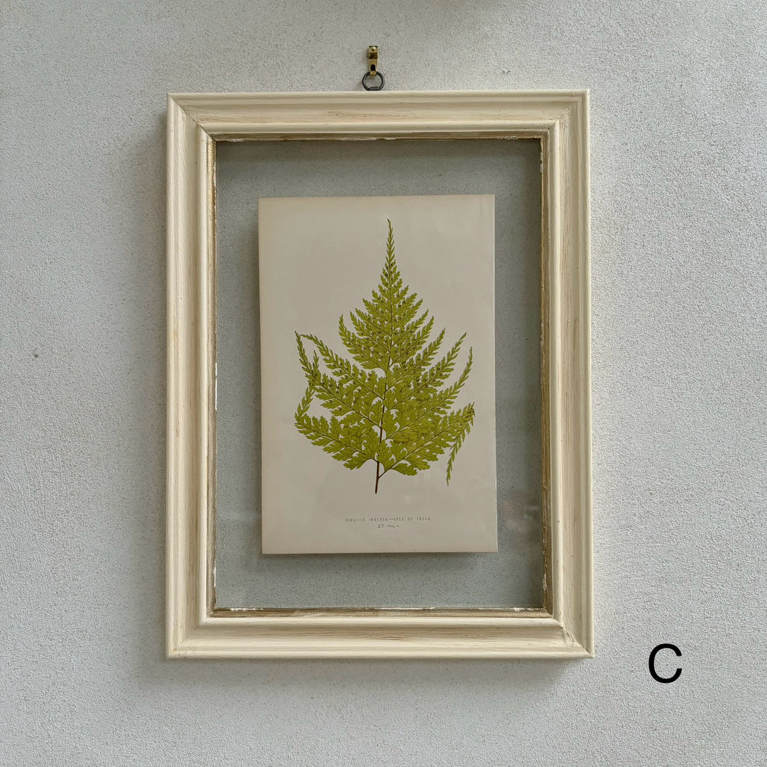 Antique White Framed Fern Print