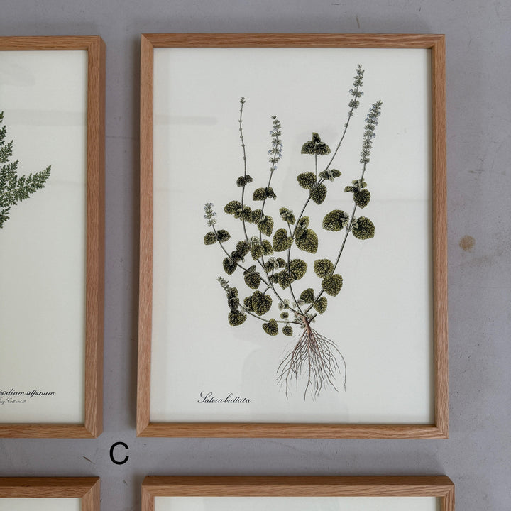 Oak Framed Botanical Prints