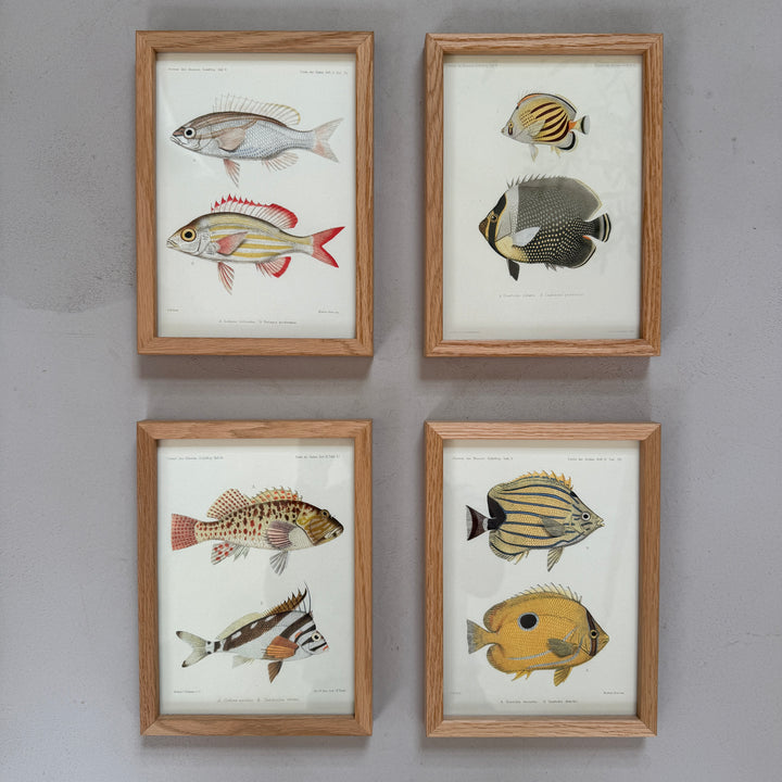 Small Oak Framed Fish Prints