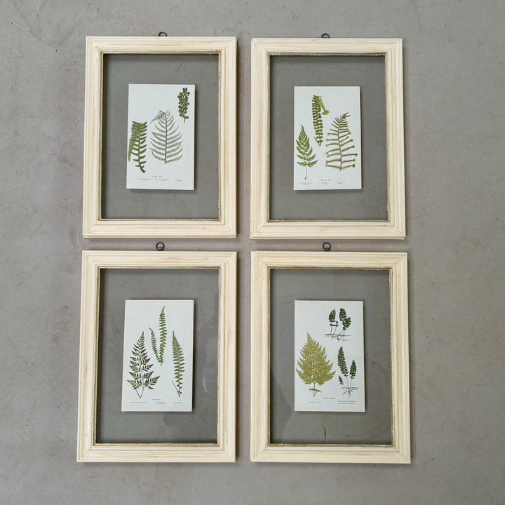 Antique White Framed Fern Print | Botany