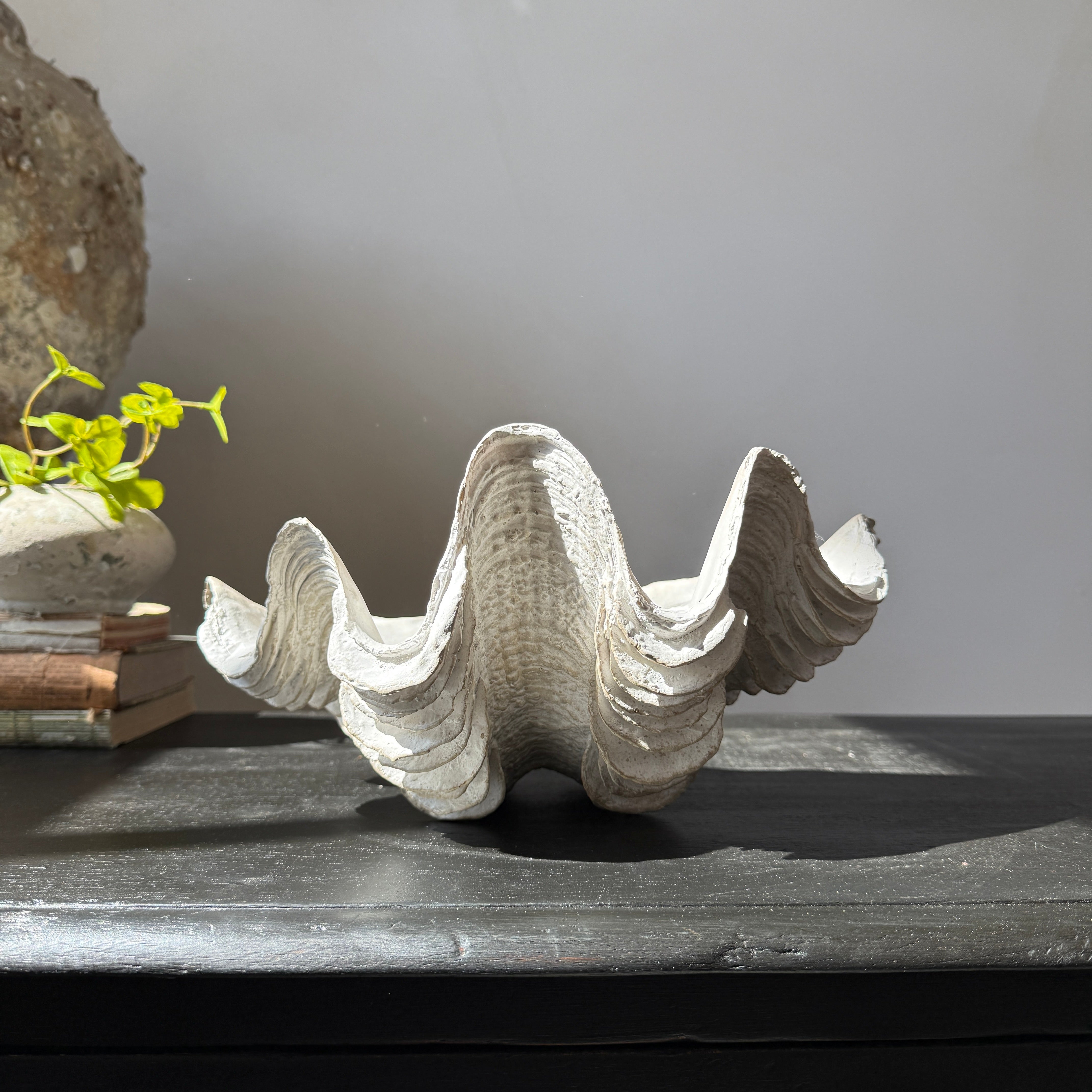 Decorative White Clam Shell – Home Barn