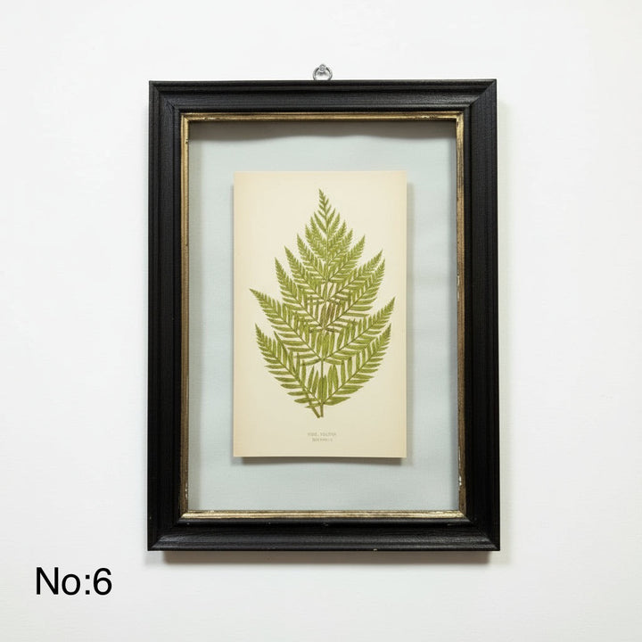 Antique Black Framed Fern Print | Small