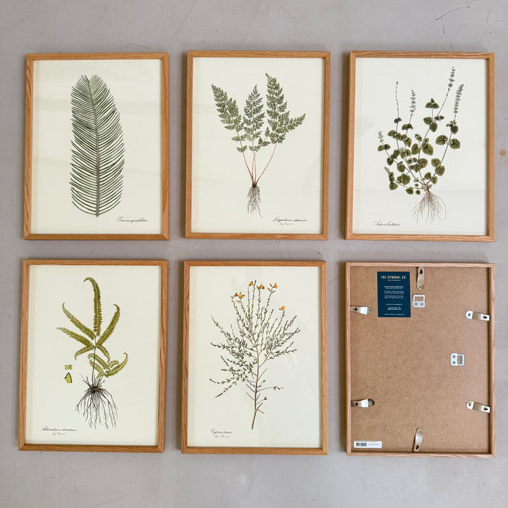 Oak Framed Botanical Prints