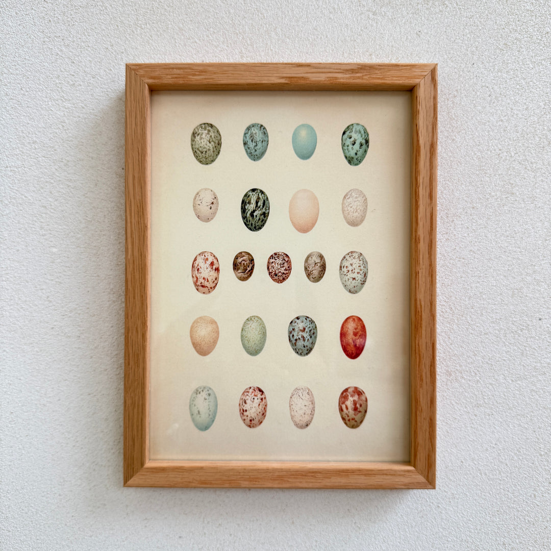 Small Oak Framed Egg Prints