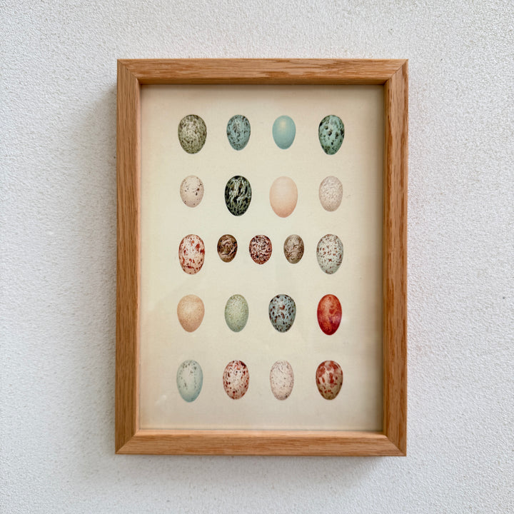 Small Oak Framed Egg Prints