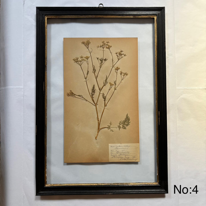 Framed Botanical | Vintage Pressed Flower Artwork