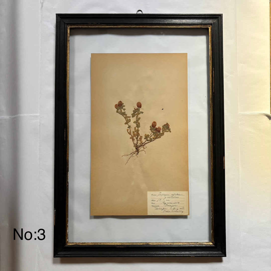 Framed Botanical | Vintage Pressed Flower Artwork