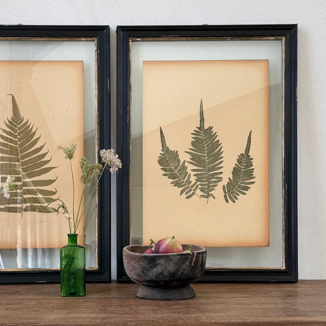Antique Framed Fern Herbarium | Glass Backed Frame | Circa 1890