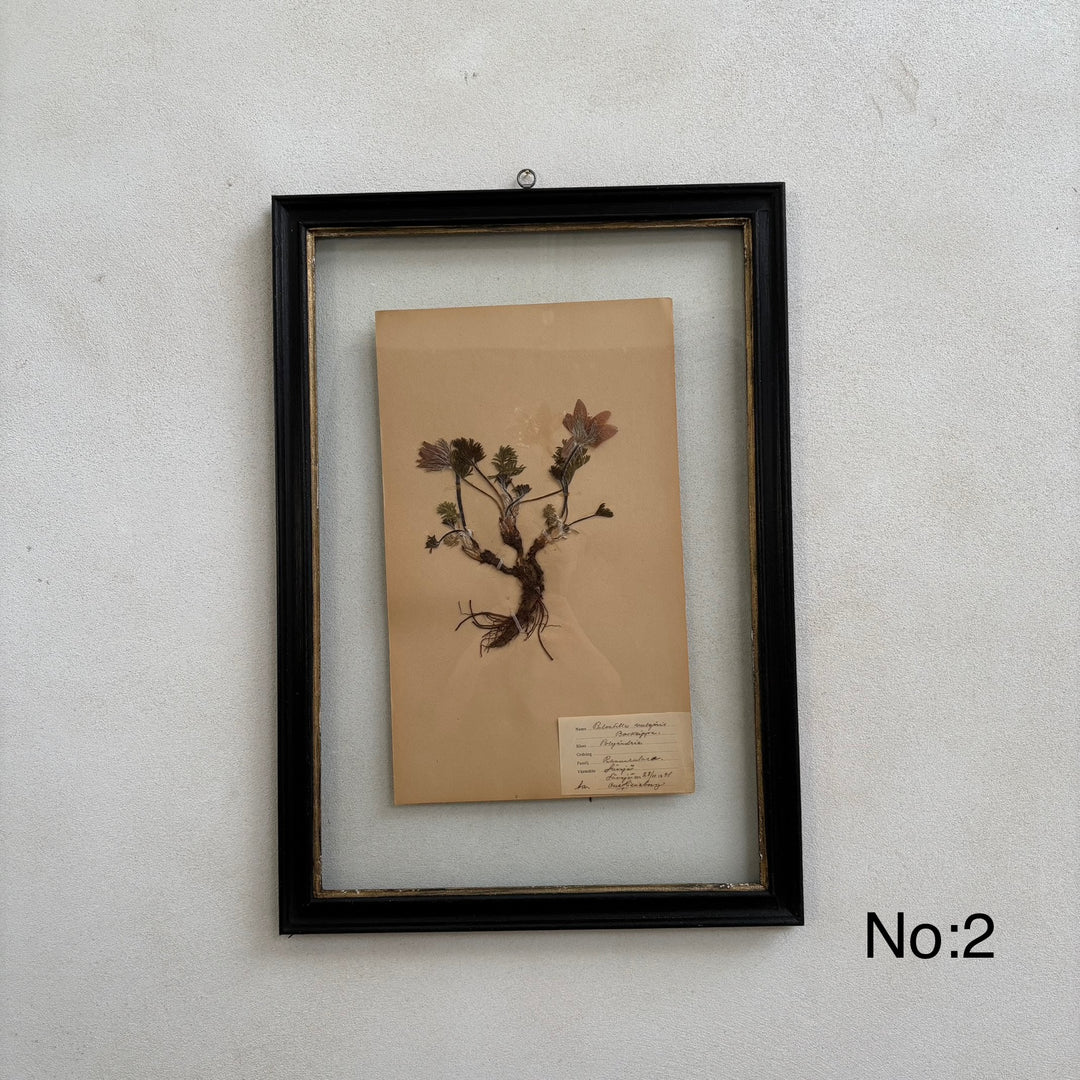 Framed Botanical | Vintage Pressed Flower Artwork