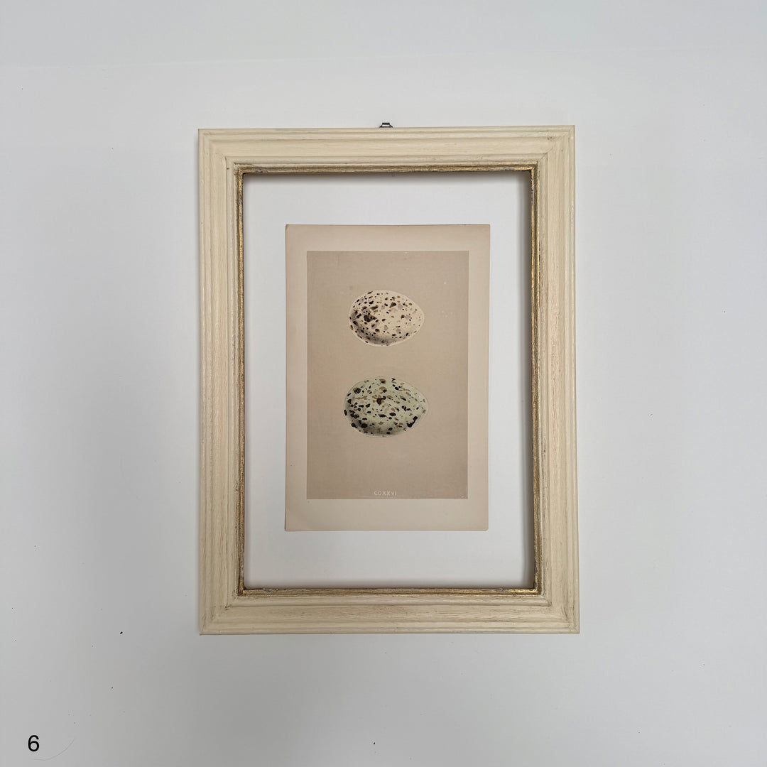 Framed Antique Hand-Coloured Engraving | Birds Eggs