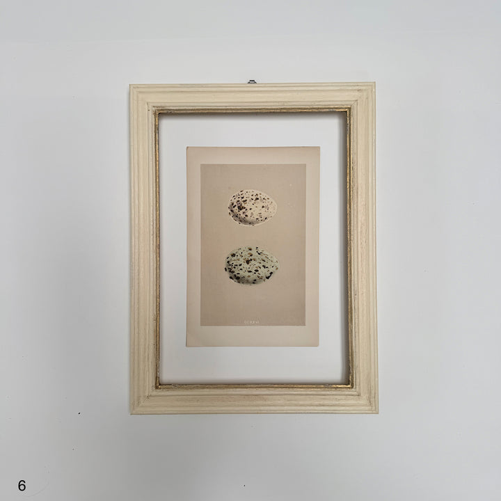 Framed Antique Hand-Coloured Engraving | Birds Eggs
