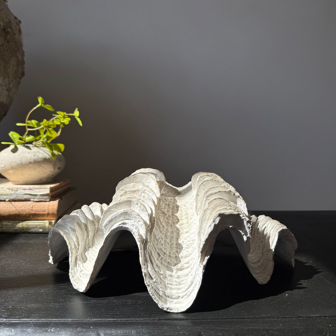 Decorative White Clam Shell
