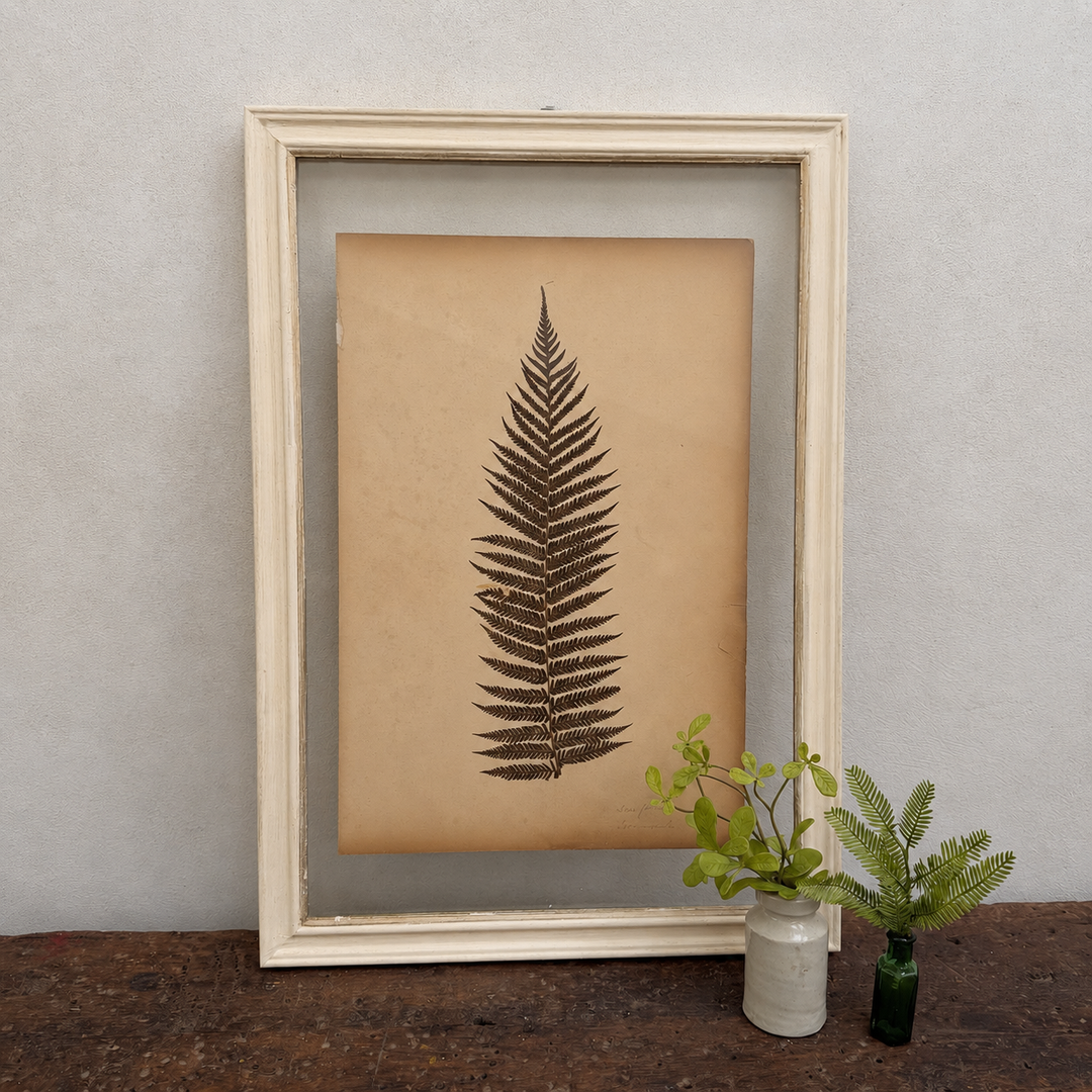 Antique Framed Fern Herbarium | Glass White Frame