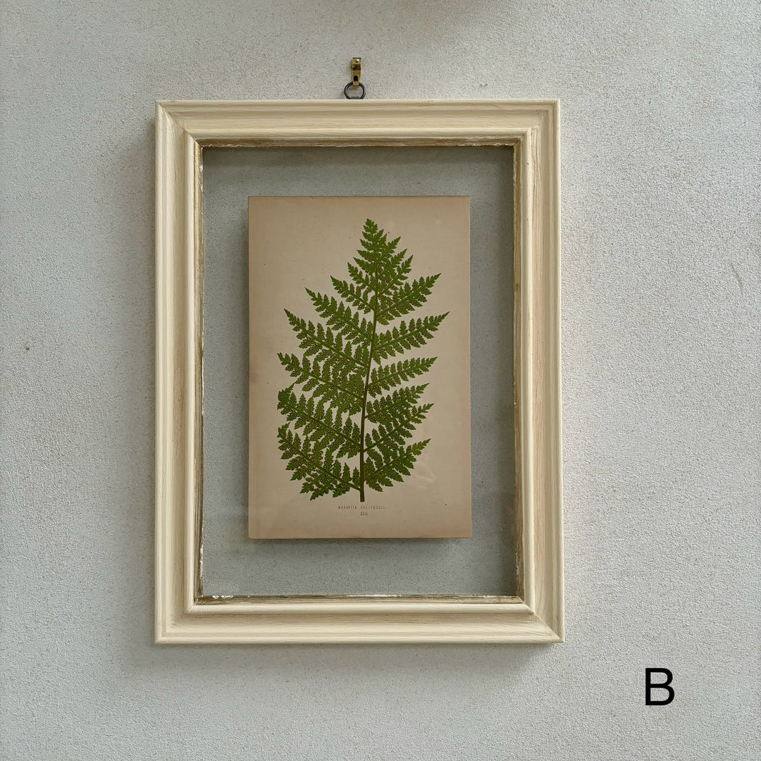 Antique White Framed Fern Print