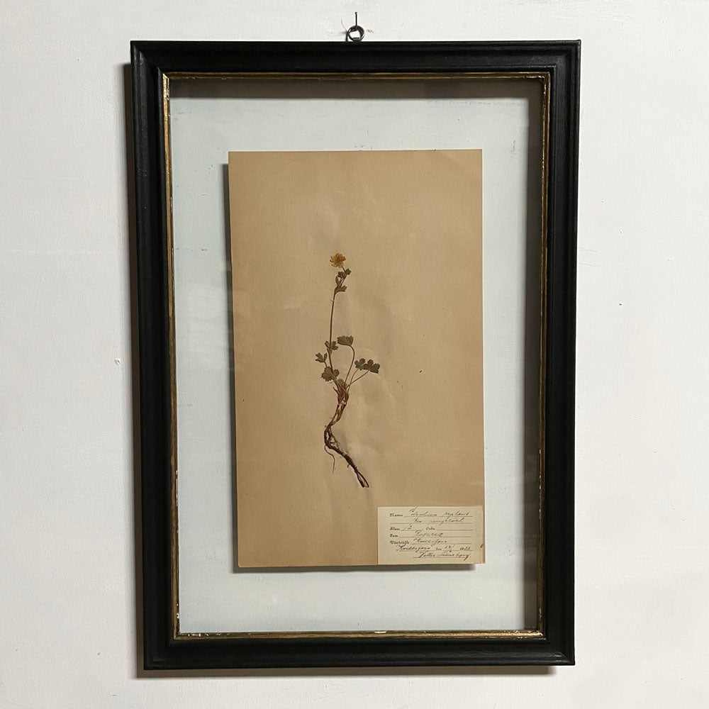 Framed Botanical | Vintage Pressed Flower Artwork