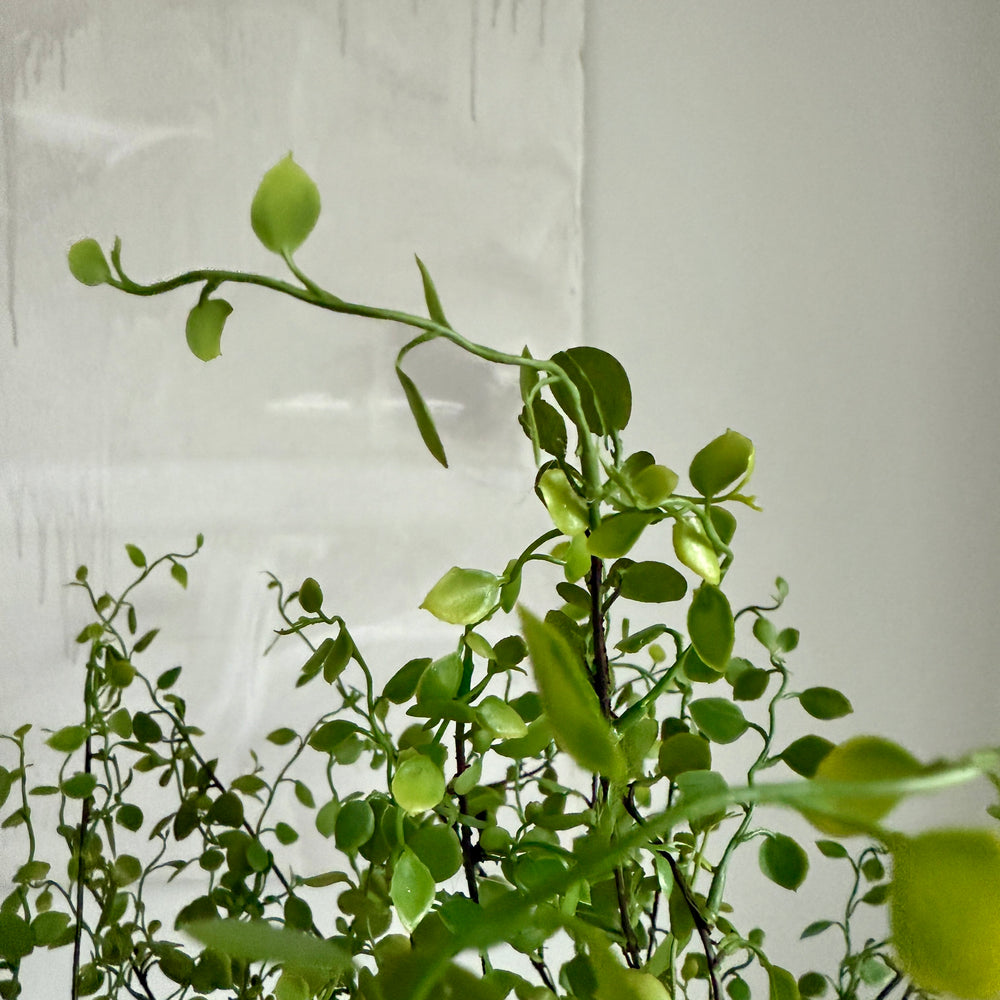 Faux Muehlenbeckia leaf spray green 51cm