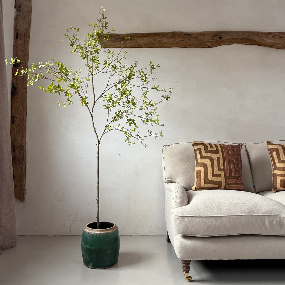 Faux potted Bucida Black Olive Tree 220cm