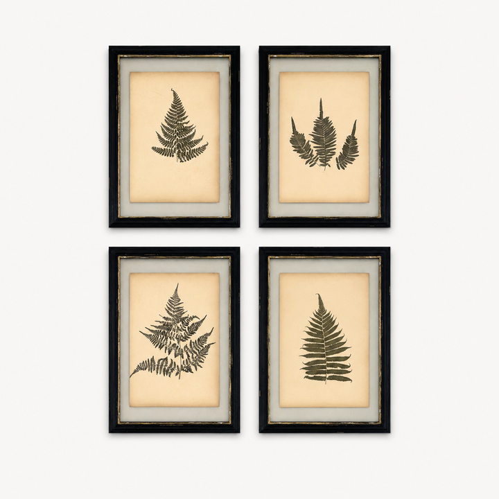 Antique Framed Fern Herbarium | Glass Backed Frame | Circa 1890