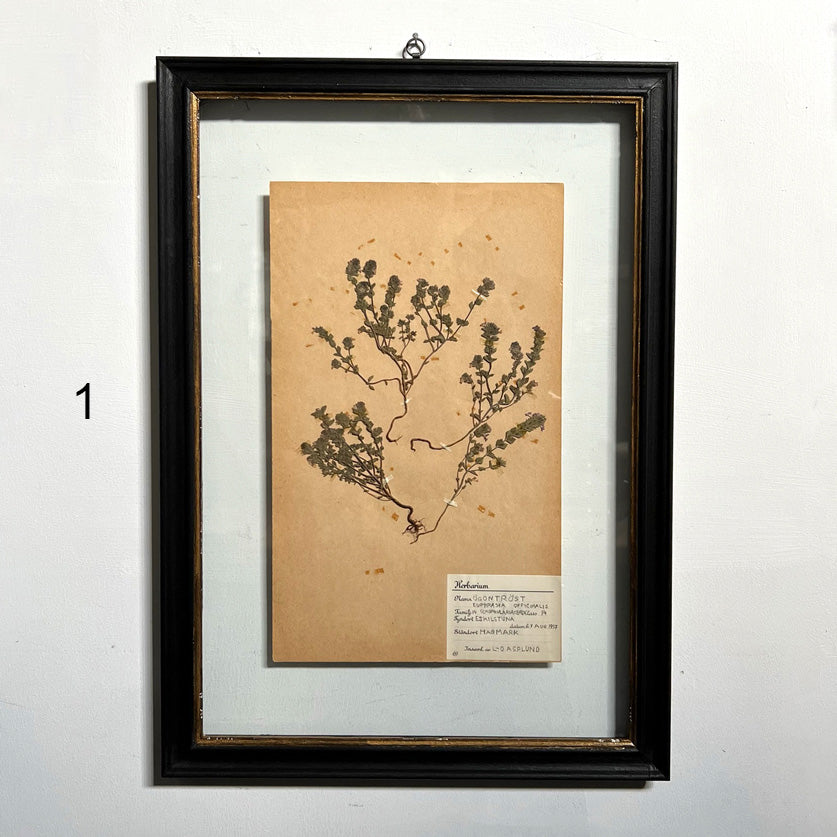 Framed Botanical | Vintage Pressed Flower Artwork
