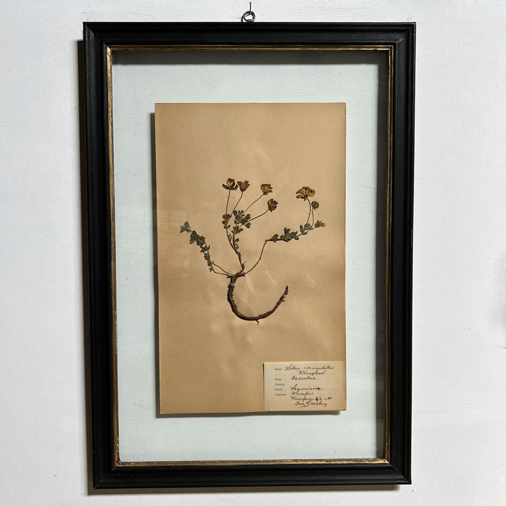 Framed Botanical | Vintage Pressed Flower Artwork 10