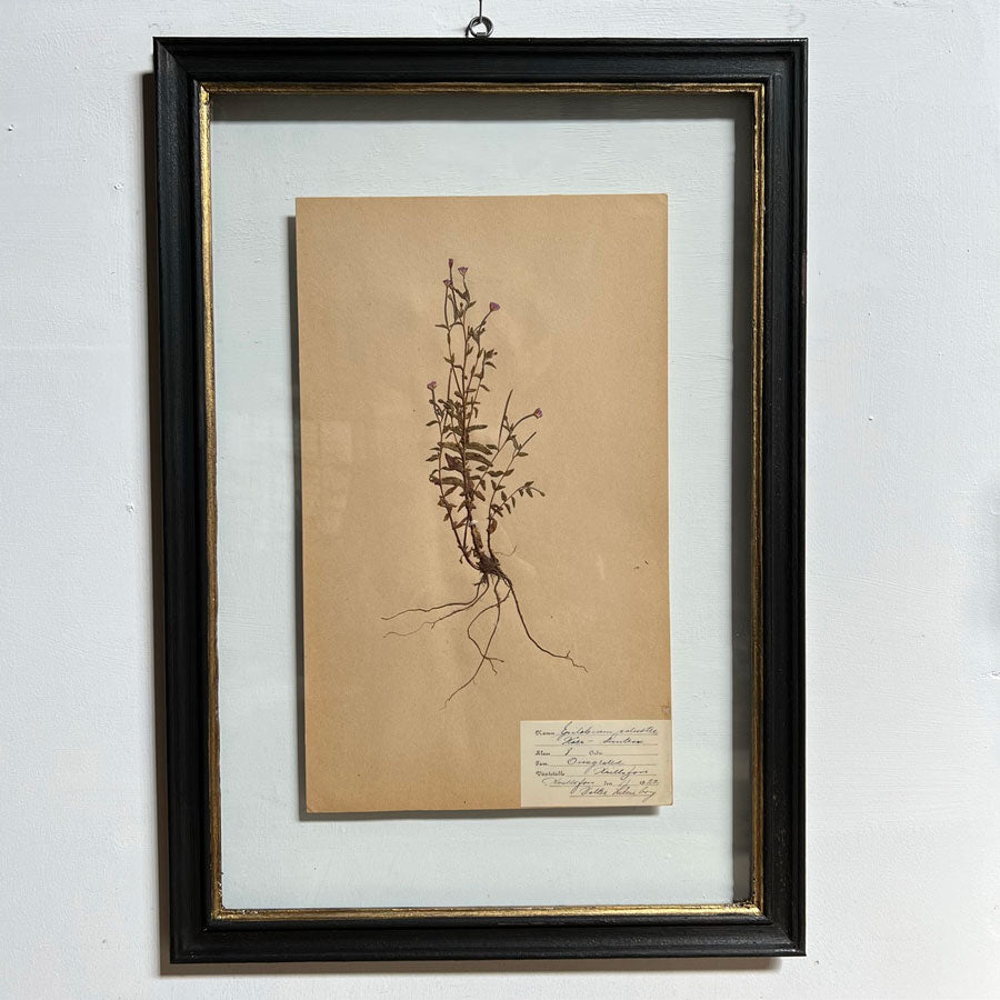 Framed Botanical | Vintage Pressed Flower Artwork 9