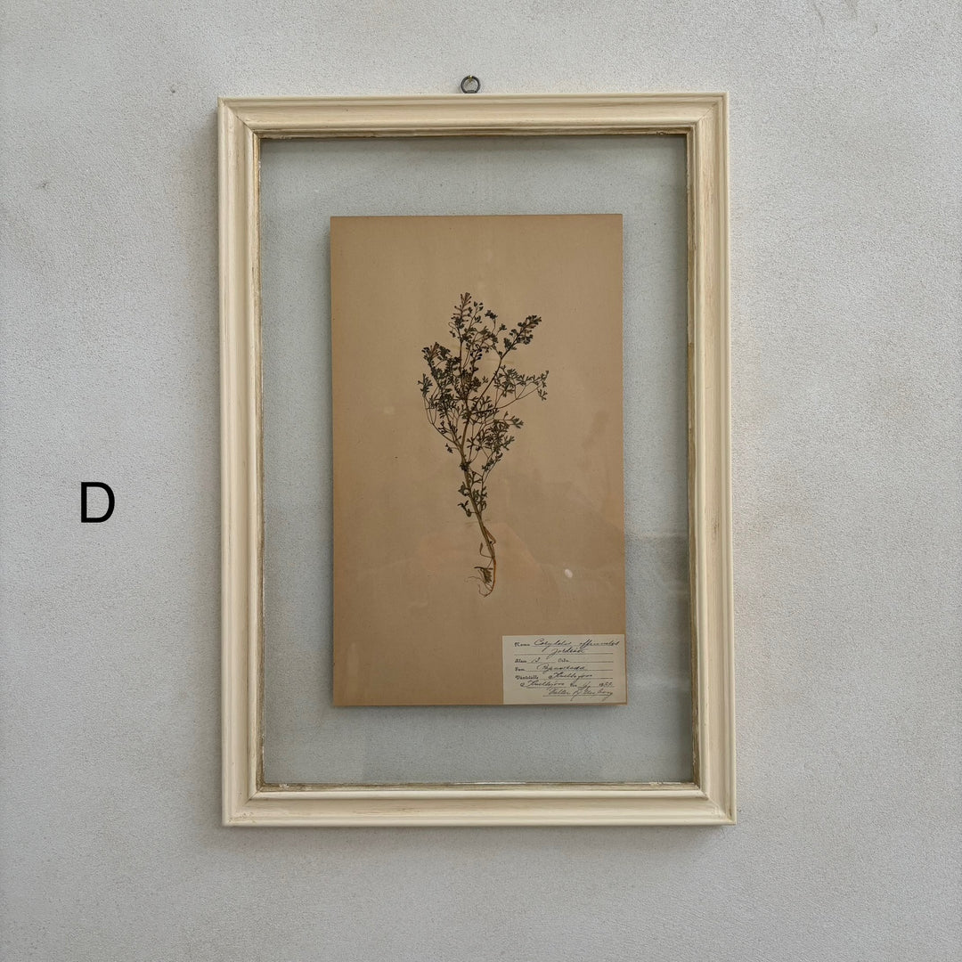 White Framed Botanical | Vintage Pressed Flower Artwork