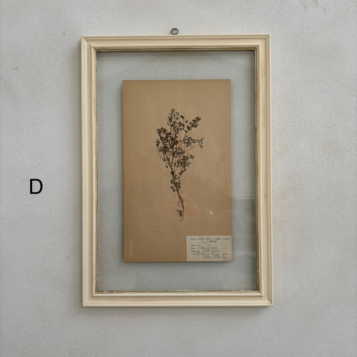 White Framed Botanical | Vintage Pressed Flower Artwork