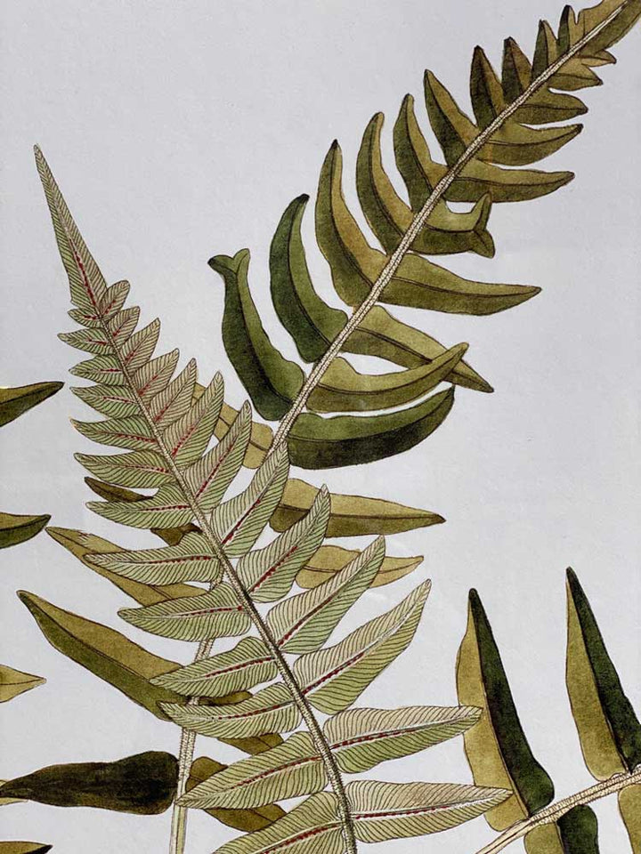 Extra Large Botanical Artwork | Blechnum Accidentale