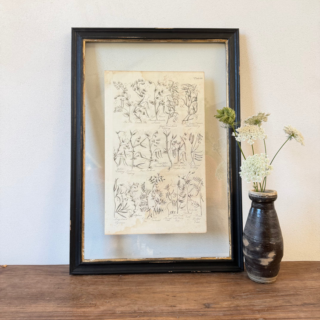 Antique Culpeper&