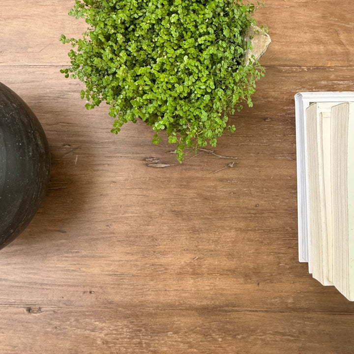Extra Large salvaged dark wood coffee table | Stow