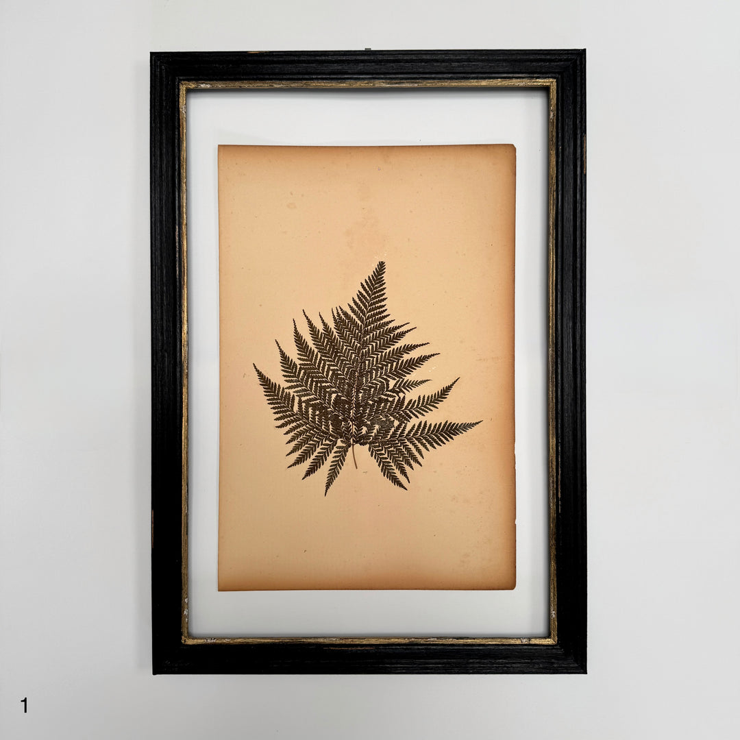 Antique Framed Fern Herbarium | Glass Backed Frame | Circa 1890