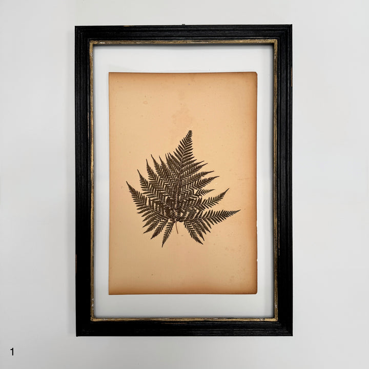 Antique Framed Fern Herbarium | Glass Backed Frame | Circa 1890