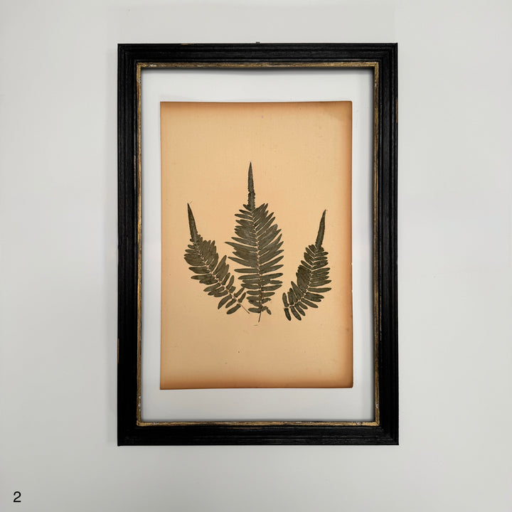 Antique Framed Fern Herbarium | Glass Backed Frame | Circa 1890