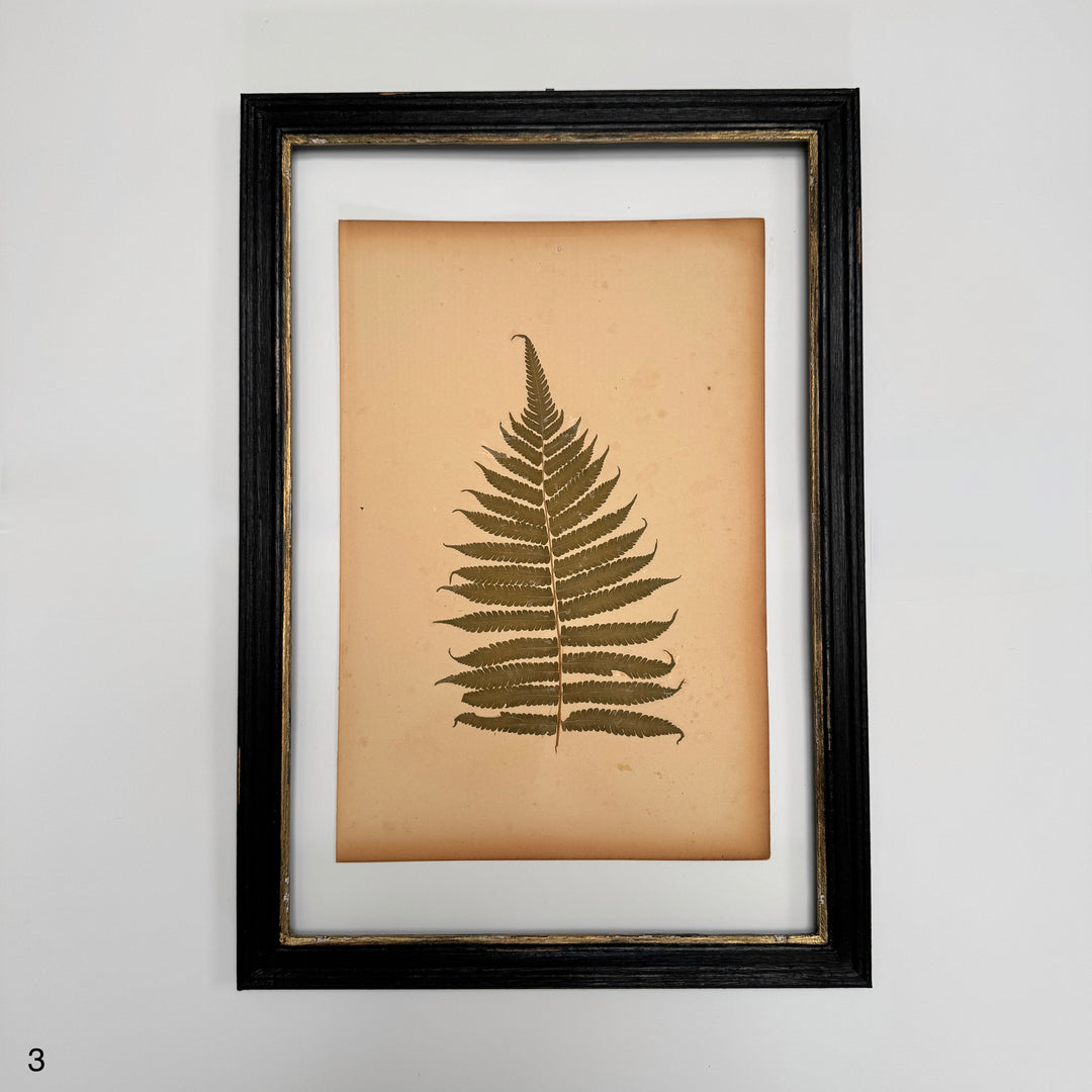 Antique Framed Fern Herbarium | Glass Backed Frame | Circa 1890