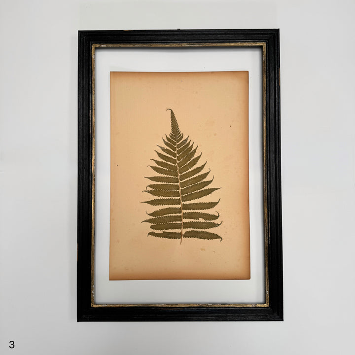Antique Framed Fern Herbarium | Glass Backed Frame | Circa 1890
