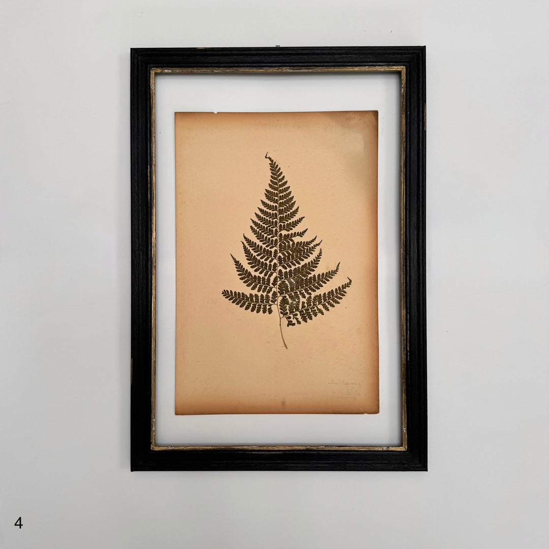 Antique Framed Fern Herbarium | Glass Backed Frame | Circa 1890