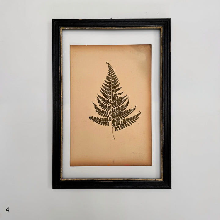 Antique Framed Fern Herbarium | Glass Backed Frame | Circa 1890