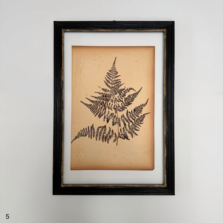 Antique Framed Fern Herbarium | Glass Backed Frame | Circa 1890