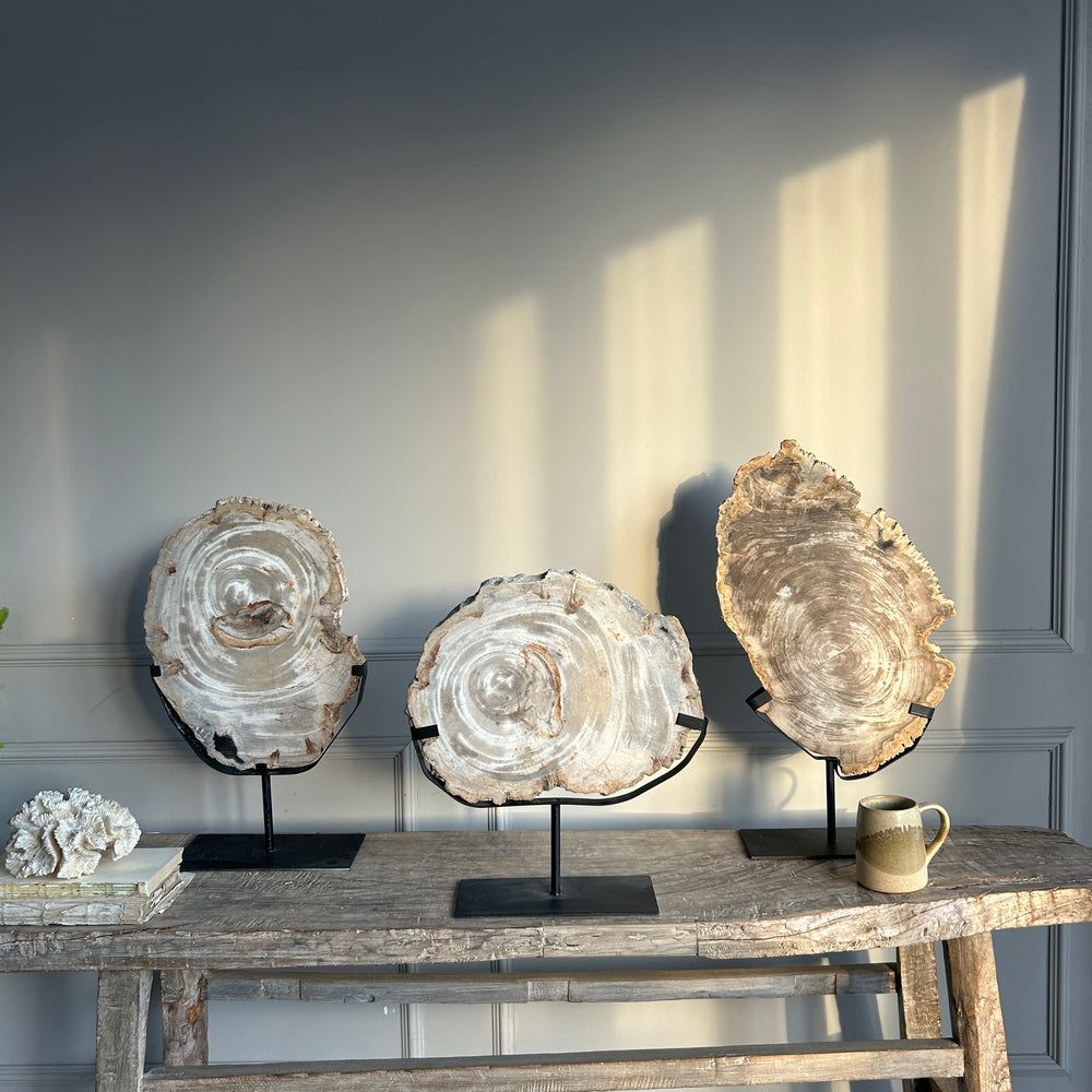 Petrified Wood on Stand