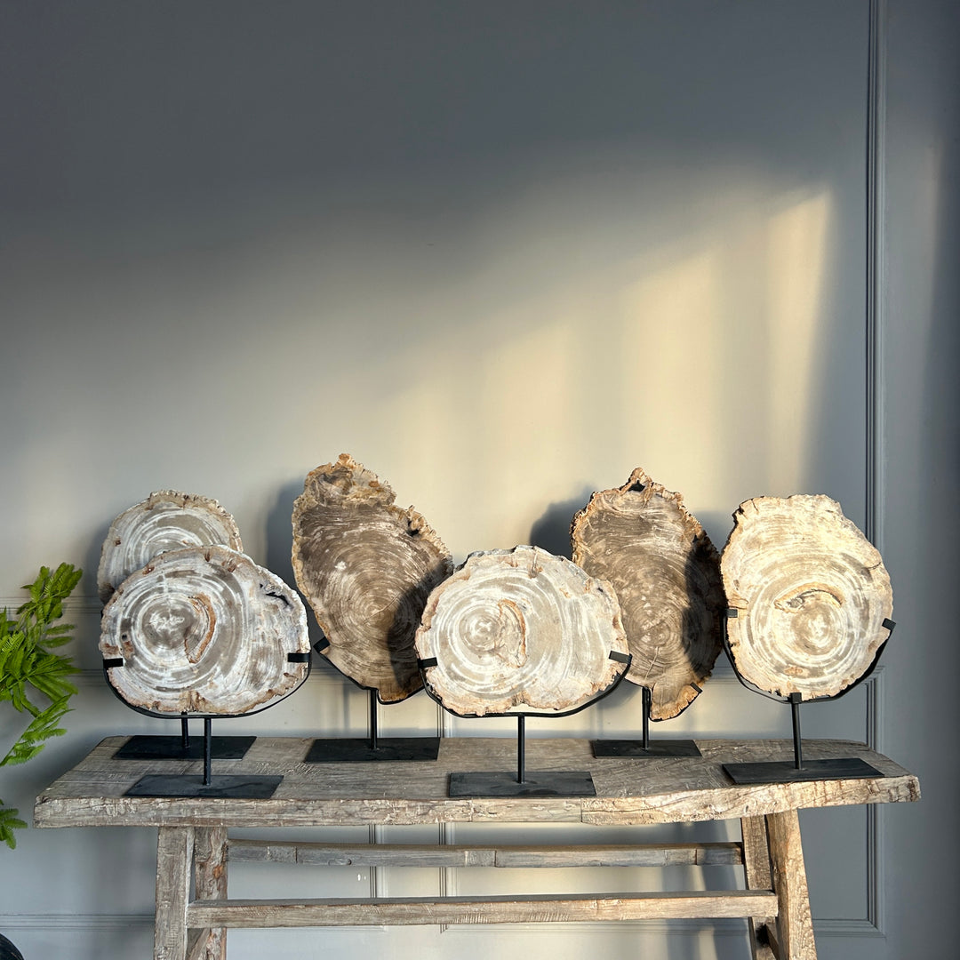 Petrified Wood on Stand