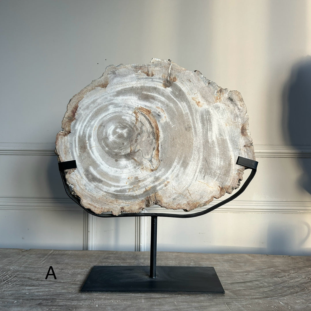 Petrified Wood on Stand