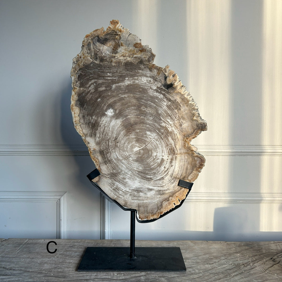 Petrified Wood on Stand