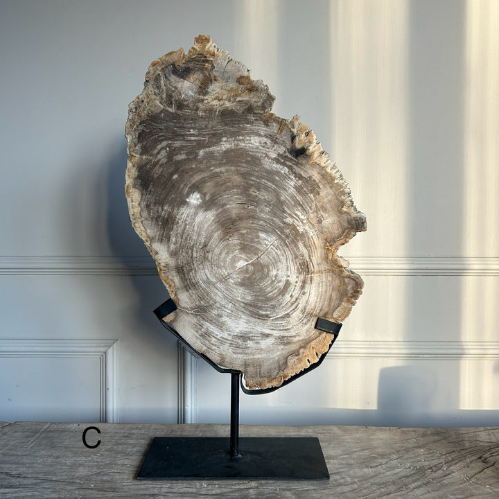 Petrified Wood on Stand