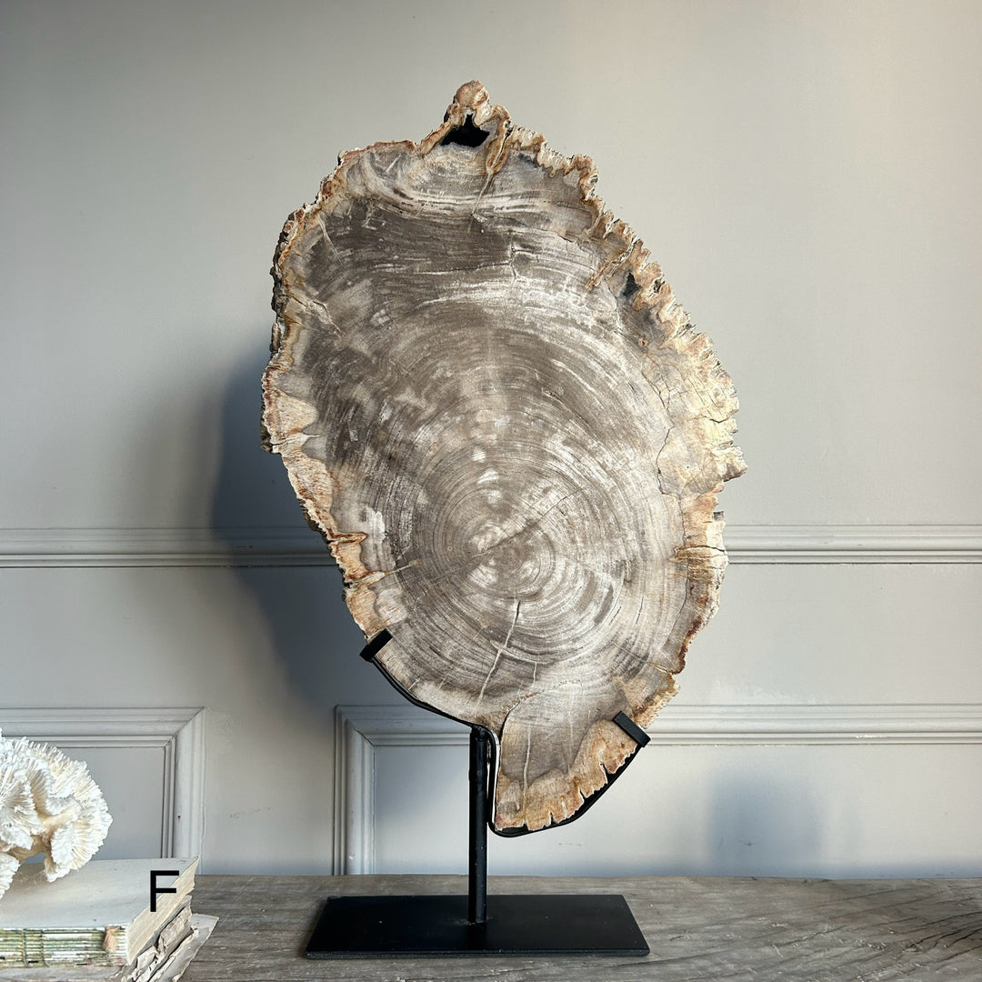 Petrified Wood on Stand
