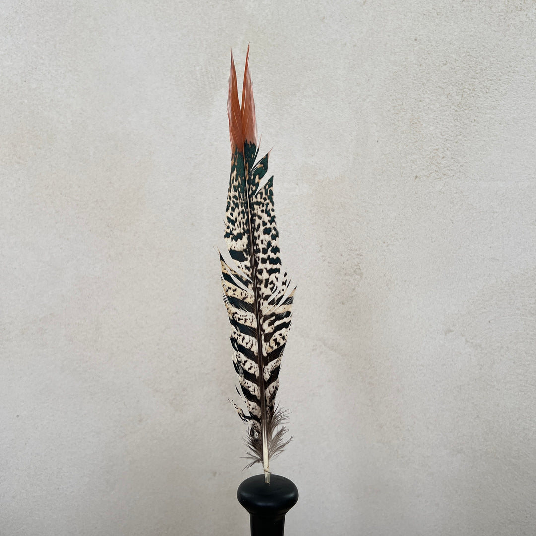 Pheasant feather on stand