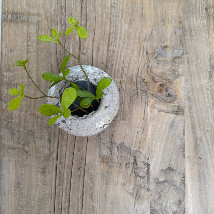 Small potted plant on a wooden surface