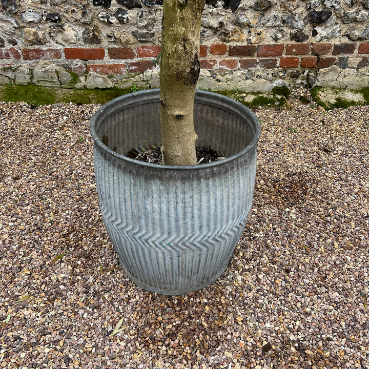 Vintage Dolly tub planter B 2