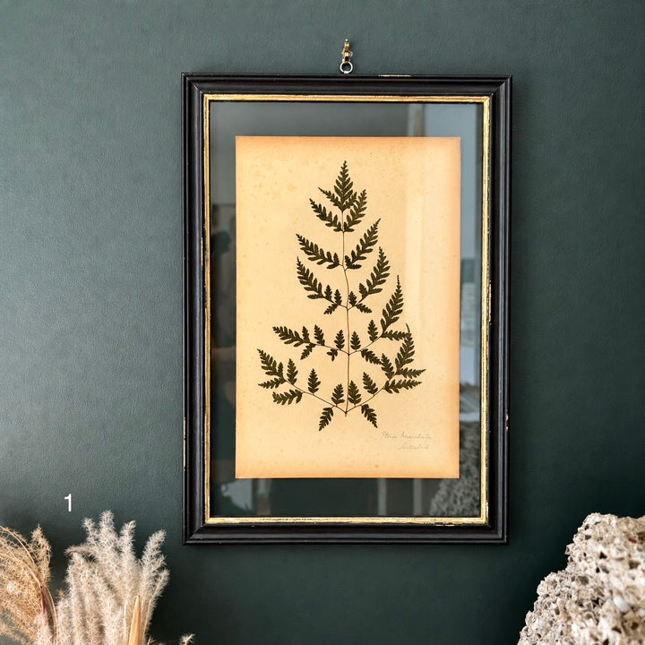 Antique Framed Fern Herbarium | Large Glass Black Frame | Circa 1890